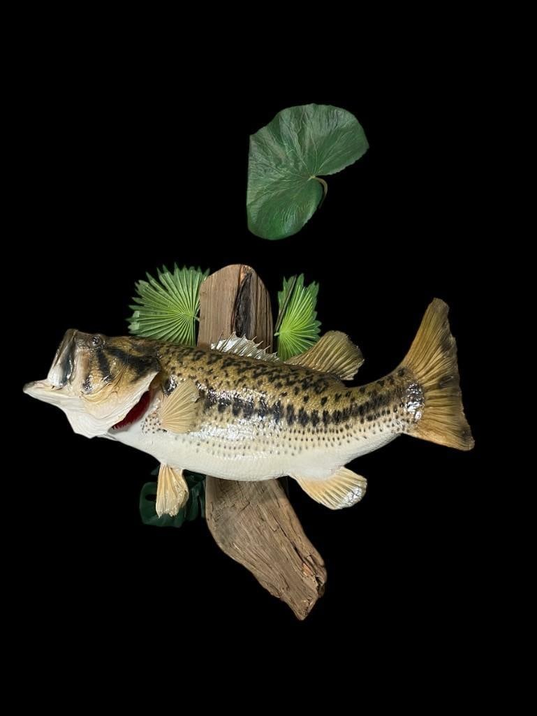 *Real Skin* BASS Fish Mounted on a Decorative Habitat Base (1 of 5)