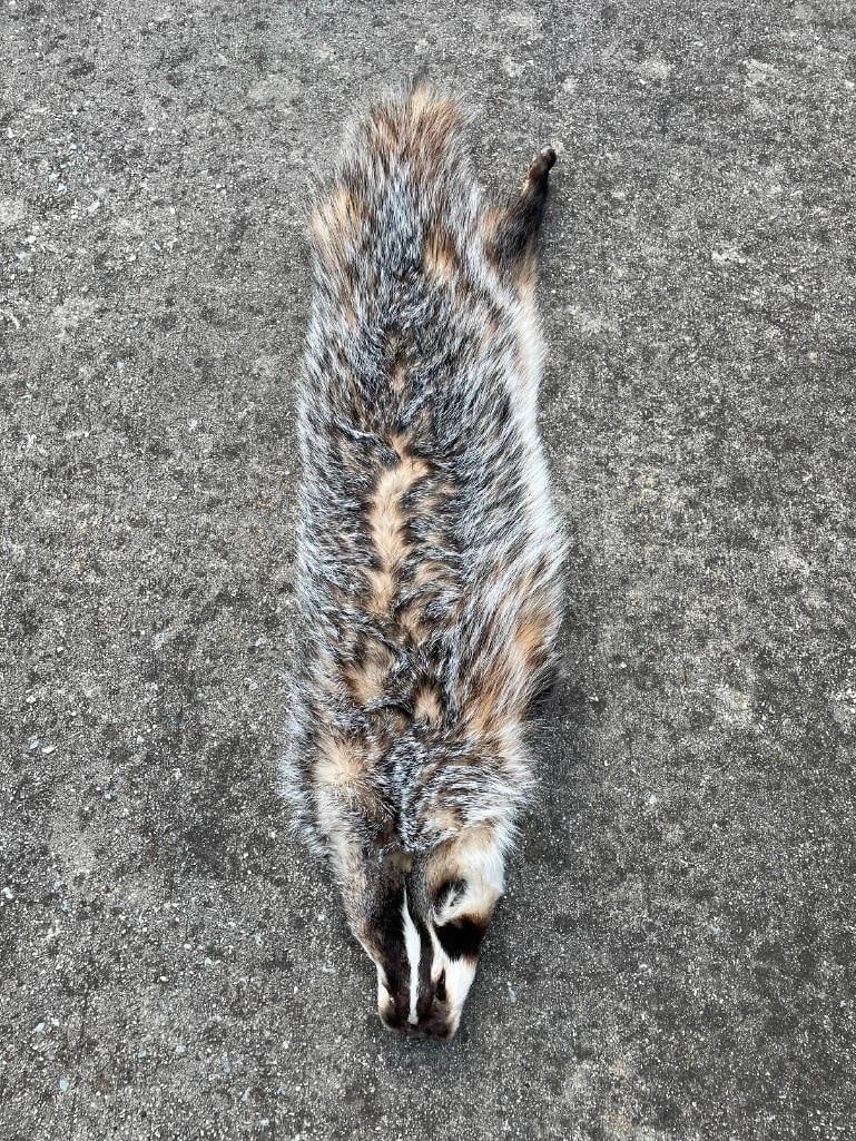Large North American BADGER Hide or BADGER Skin: Large North American BADGER Hide or BADGER Skin. It measures 33" Long and has excellent fur. There are 3 legs and feet and it has long front claws. It is missing one rear paw. TAXIDERMY HIDES 