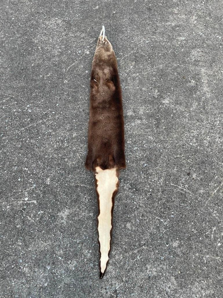 *New* Large North American RIVER OTTER Hide or RIVER OTTER Fur: *New* Beautiful North American RIVER OTTER Hide or RIVER OTTER Fur. It is Soft and Tanned, measures 50" Long. This will look great in a ski home or log cabin. TAXIDERMY HIDES 