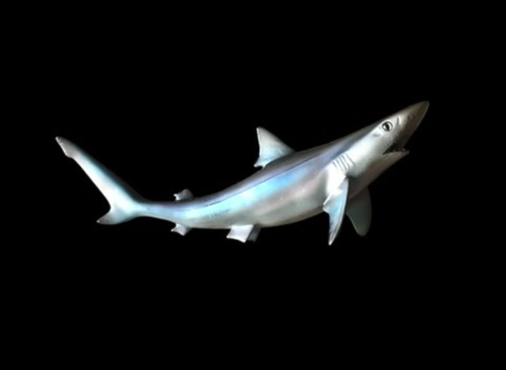 *New in Box* Reproduction SAND SHARK Fish Mount: *New in the Box* Reproduction SAND SHARK Fish Mount. It measures 14" Long. This is an excellent shark and will look amazing in any nautical space. TAXIDERMY FISH 