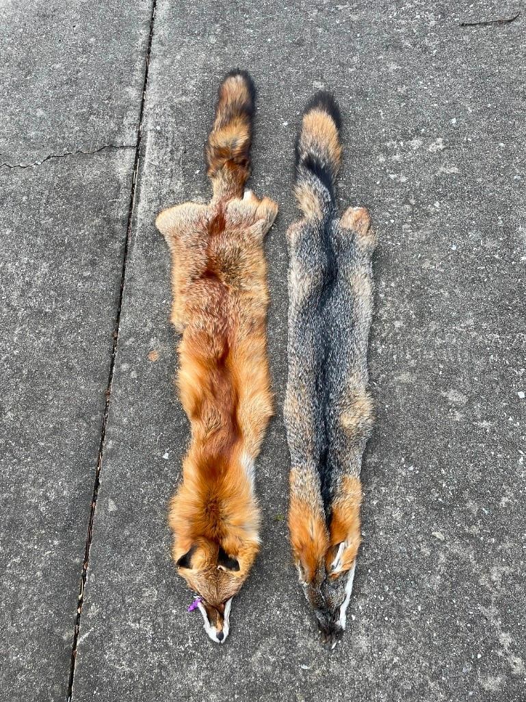 (1) *New* XL RED FOX HIDE and (1) *New* XL GREY FOX HIDE: 2 *New* and Tanned Fox Hides. 1 XL RED FOX HIDE that measures 46" Long and 1 XL GREY FOX HIDE that measures 48" Long. These have beautiful fur and will look fabulous in any space. TAXIDERMY