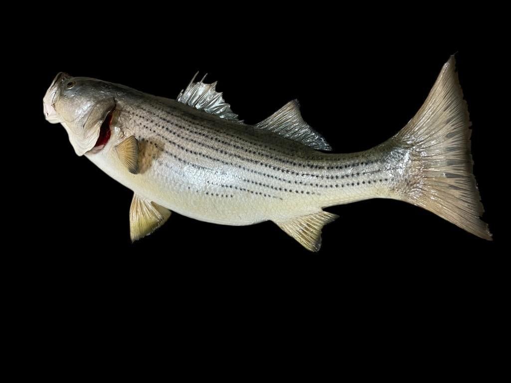 *Real Skin* STRIPED BASS Fish Mounted on a Driftwood Hanger: *Real Skin* STRIPED BASS Fish Mounted on a Driftwood Hanger. It measures 35" Long x 9.5" Wide. This awesome Bass will look great at a lake house for any nautical themed space. TAXIDERMY FISH 