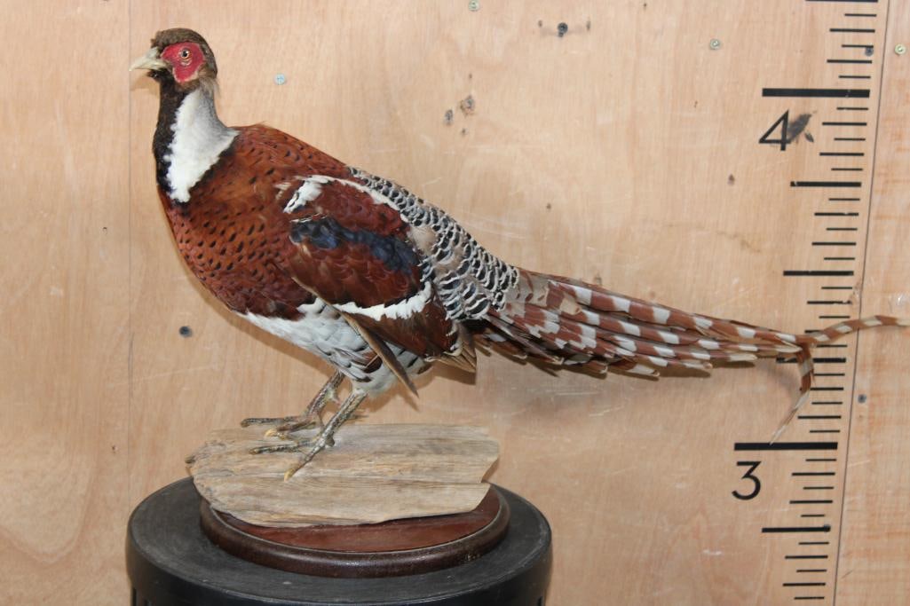 ELLIOT'S PHEASANT Perched on a Wood Base: Life-sized ELLIOT'S PHEASANT Perched on a Wood Base. This was Taken in China. It is a Nice, older bird mount in GOOD CONDITION. TAXIDERMY BIRDS 