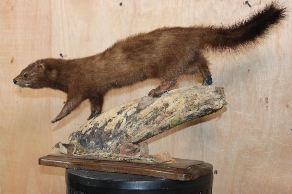 Life-sized WILD MINK on a Log Base - 2