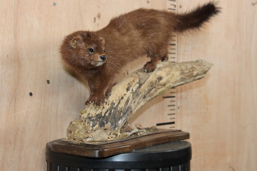 Life-sized WILD MINK on a Log Base - 3