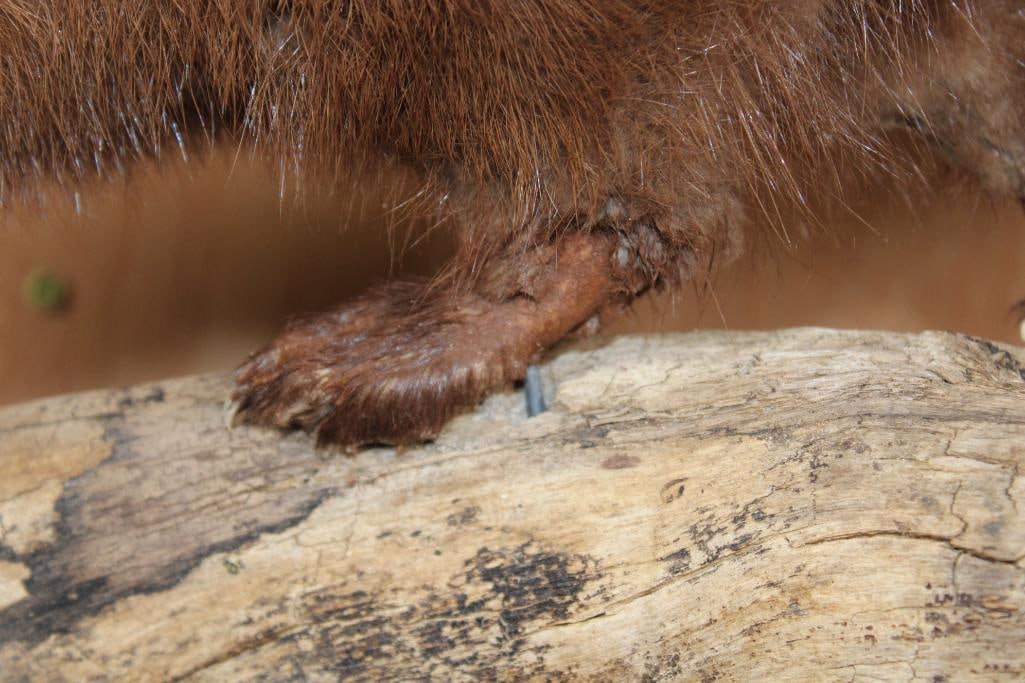 Life-sized WILD MINK on a Log Base - 4