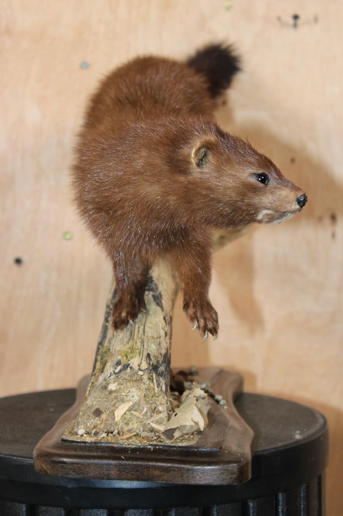 Life-sized WILD MINK on a Log Base - 5