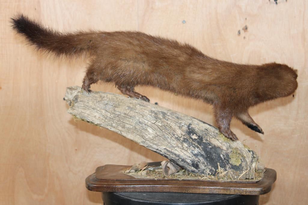 Life-sized WILD MINK on a Log Base - 6
