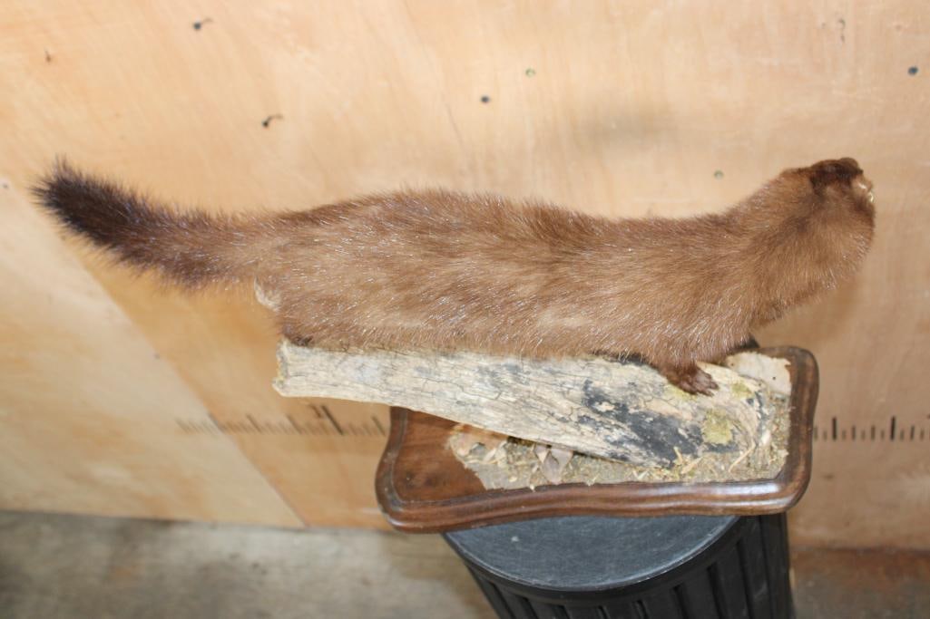 Life-sized WILD MINK on a Log Base - 7