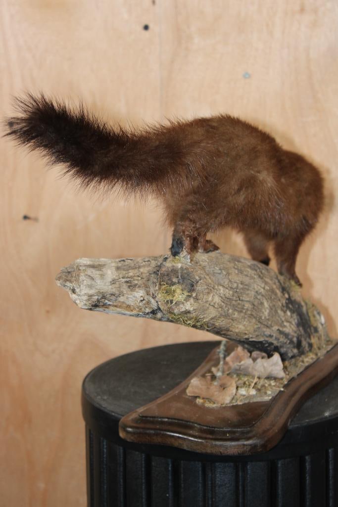 Life-sized WILD MINK on a Log Base - 8