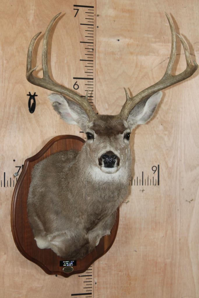 8-Point MULE DEER Shoulder Mount on a Wood Plaque (1 of 9)