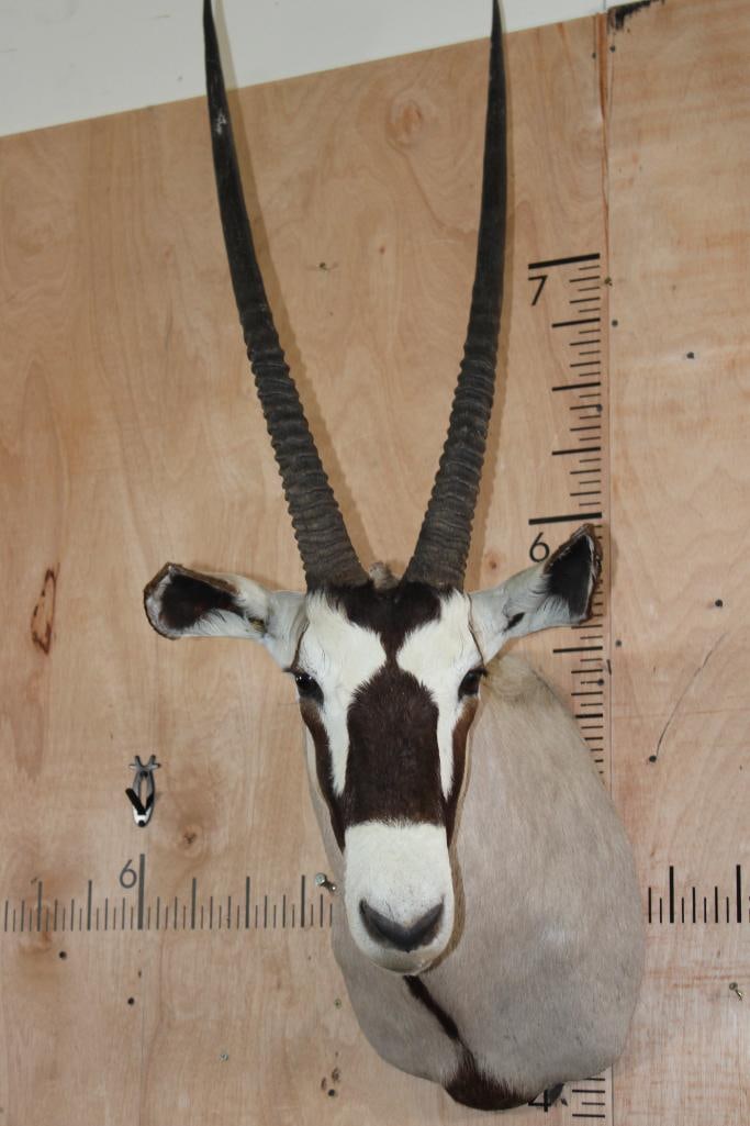 GEMSBOK Shoulder Mount: Nice and Clean GEMSBOK Shoulder Mount. The Left Horn measures 33.75" Long and the Right Horn measures 34" Long. It is in Good Condition. TAXIDERMY 