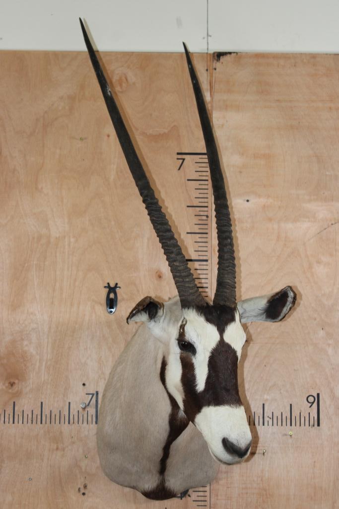 GEMSBOK Shoulder Mount - 2
