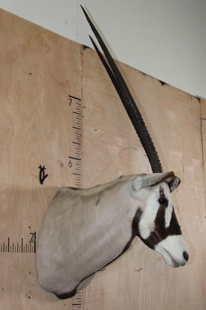 GEMSBOK Shoulder Mount - 3