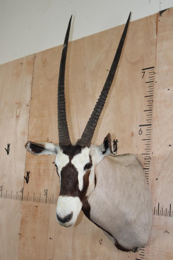 GEMSBOK Shoulder Mount - 4