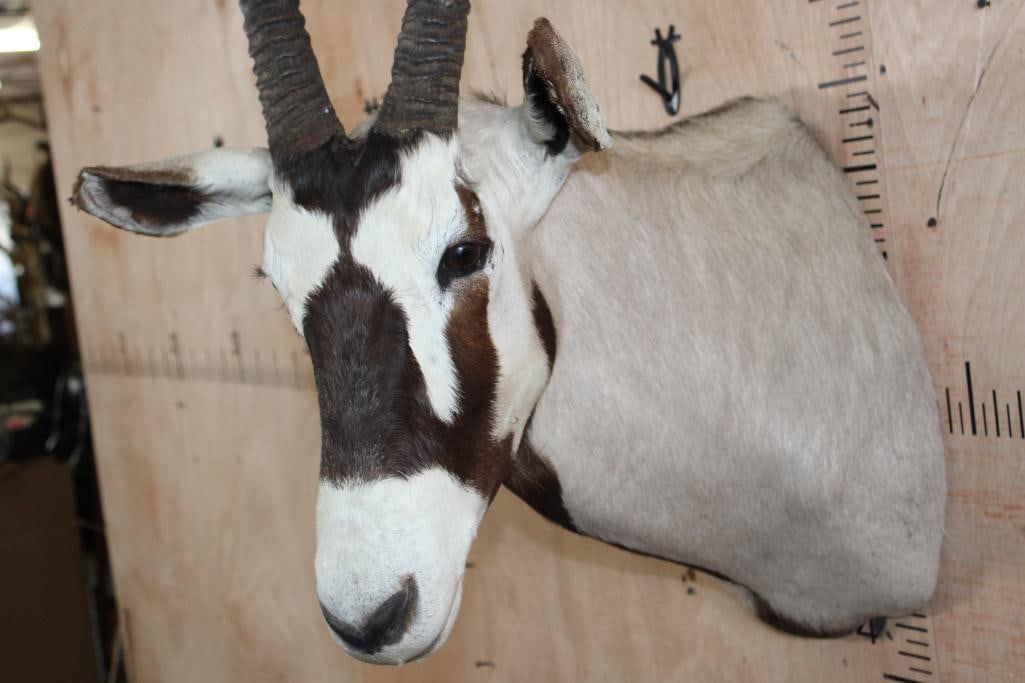 GEMSBOK Shoulder Mount - 5