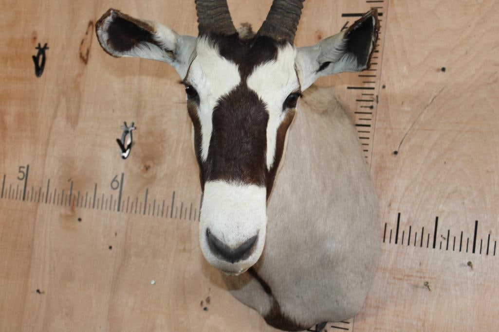 GEMSBOK Shoulder Mount - 6