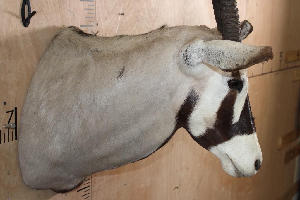 GEMSBOK Shoulder Mount - 7