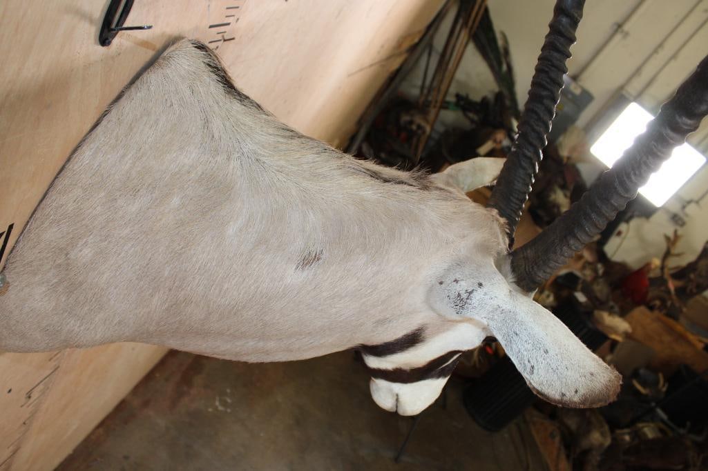 GEMSBOK Shoulder Mount - 8