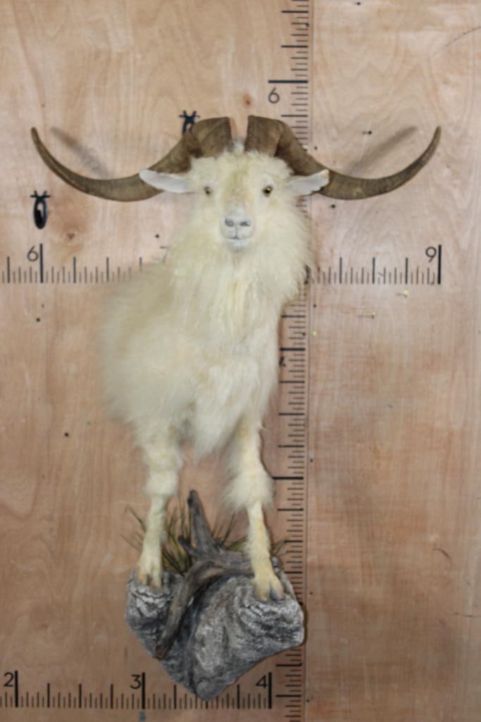 Half-body White CATALINA GOAT on a Rock Wall Hanging Base (1 of 9)