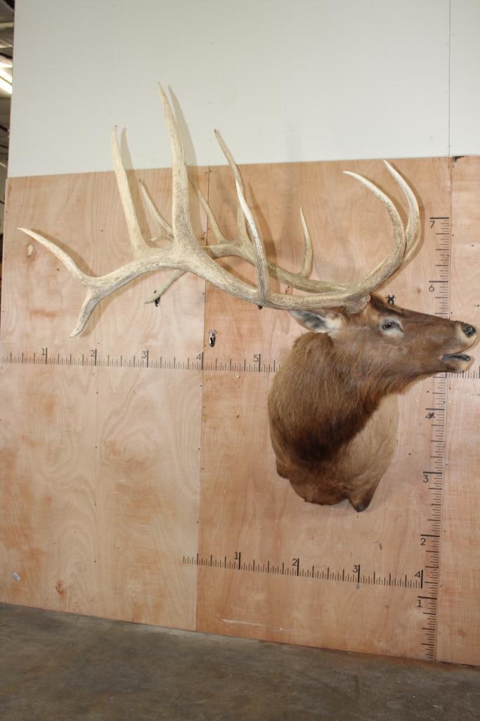 Absolute Beast XXL 15-Point ELK Shoulder Mount: Absolute Beast XXL ELK Shoulder Mount. It has 15 massive Points and a whopping 49" Spread. This is a Nice and Clean mount in Good Condition. TAXIDERMY 