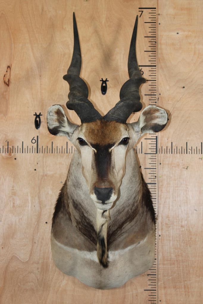 Big LORD DERBY ELAND Shoulder Mount (1 of 9)