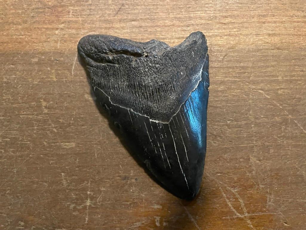 Monster Size MEGALODON Shark Tooth Fossil in a Glass Display Case: Monster Size MEGALODON Shark Tooth Fossil in a Glass Display Case. This excellent tooth measures 5" Long x 3.25" Wide. The display case with glass measures 8.25" Long x 6.5" Wide. MEGALODON SHARK
