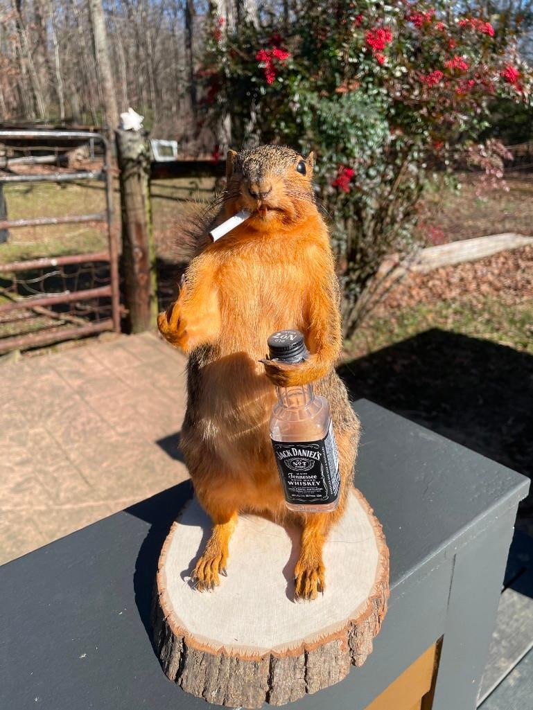 *New* Jack Daniels Drinking, Bird Flipping, Smoking Life-sized FOX SQUIRREL: Bad to the Bone! *New* Jack Daniels Drinking, Bird Flipping, Smoking Life-sized FOX SQUIRREL. It is in overall Excellent Condition and measures approximately 10"-10.5" Tall. He is mounted on a wood