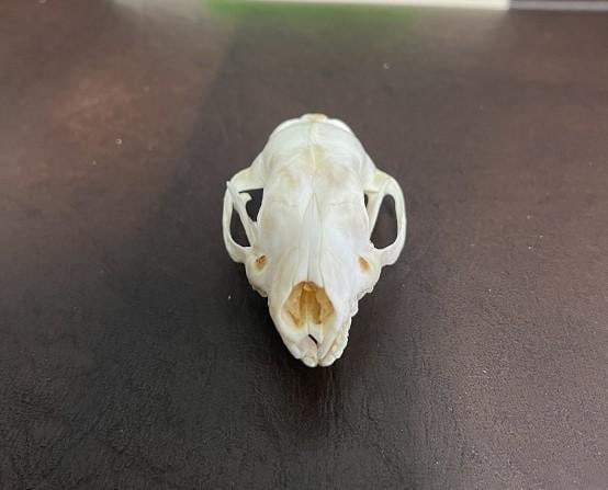 *New* EUROPEAN HEDGEHOG Full Skull with All its Teeth: *New* Beautiful and Rarely Seen EUROPEAN HEDGEHOG. This is a Full Skull with All its Teeth. It measures 2" Long x 1.25" Wide. Awesome oddity specimen for Science! TAXIDERMY SKULLS 