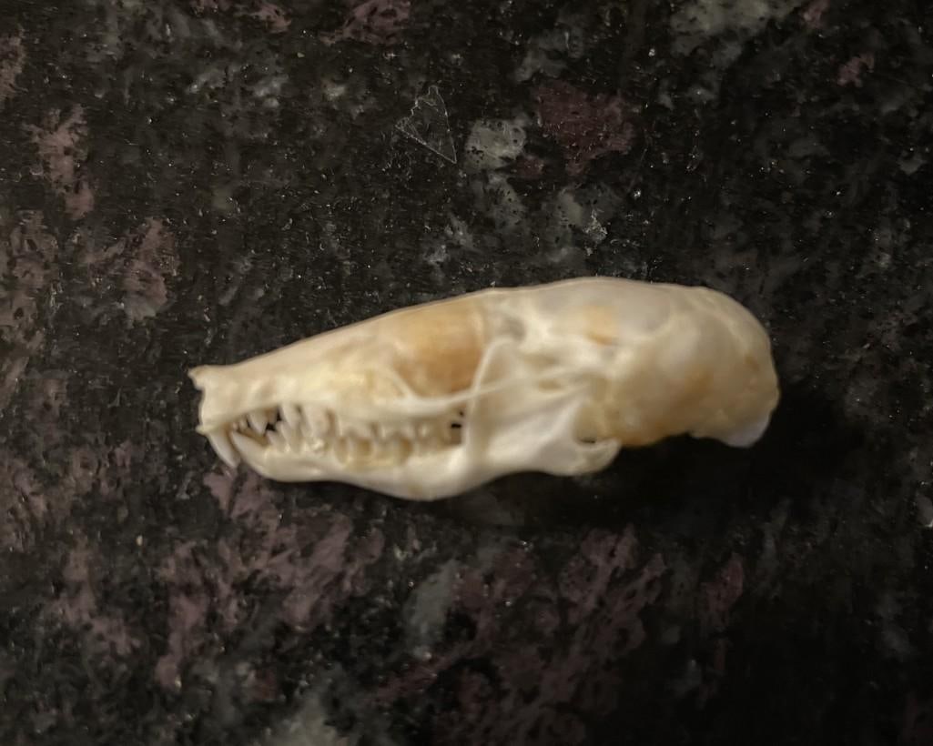 *Very Rarely Seen* North American MOLE Skull with All its Teeth: Very Rarely Seen North American MOLE Skull with All its Teeth. It measures 1.5" Long x 1/2" Wide. The Teeth look like a little T-Rex. This is an excellent science or oddity specimen. TAXIDERMY