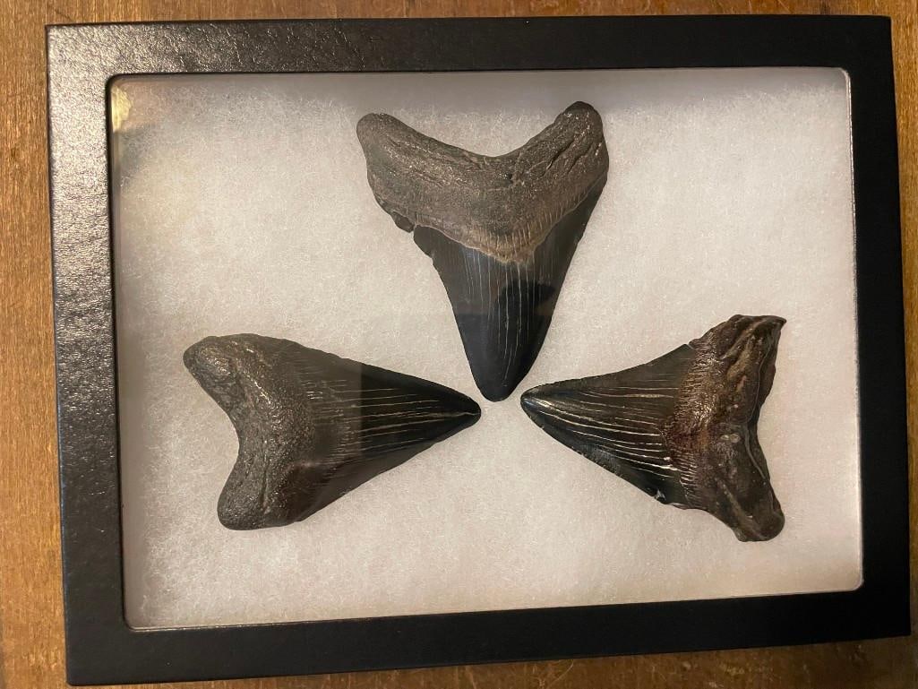 (3) Large MEGALODON Shark Teeth Fossils in a Display Case with Glass: 3 Large MEGALODON Shark Teeth Fossils in a Display Case with Glass. These excellent teeth measure 3.25" Tall x 2.5" Wide, 3 1/8" Tall x 2 3/8" Wide, and 3" Tall x 2" Wide. The Display Case with Glass