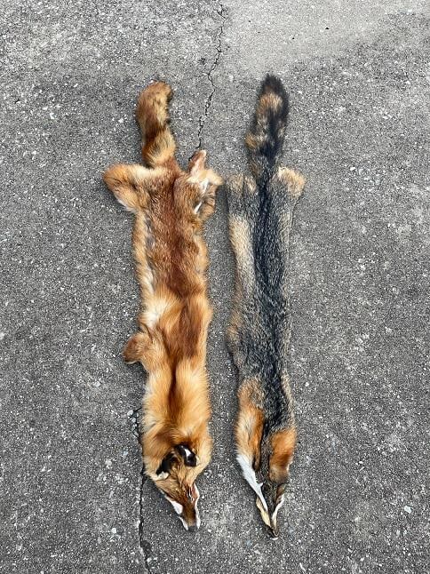 (2) *New* FOX HIDES. (1) XL RED FOX Hide or Fur and (1) XL GREY FOX Hide or Fur (1 of 4)