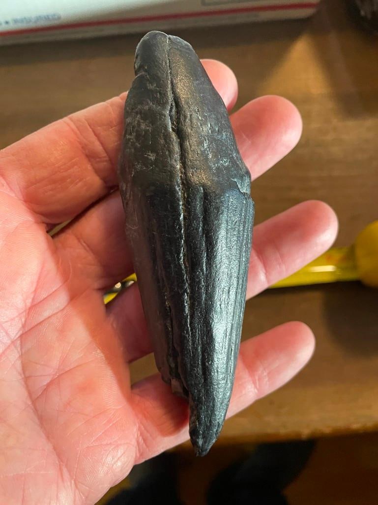 *Rarely Seen* Large Fossilized SPERM WHALE Tooth: 1 Large and Rarely Seen Fossilized SPERM WHALE Tooth. It measures 4 6/8" Long x 1.5" Wide. This is an excellent science and oddity specimen. WHALE TOOTH FOSSILS