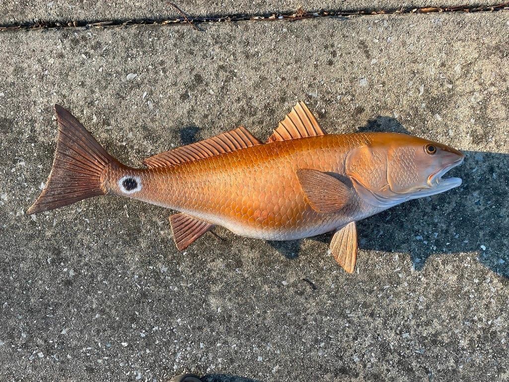 *New* Reproduction RED FISH Mount: *New* Reproduction RED FISH Mount. It measures 29" Long and is New in the Box. NAUTICAL DECOR AND FISH TAXIDERMY 