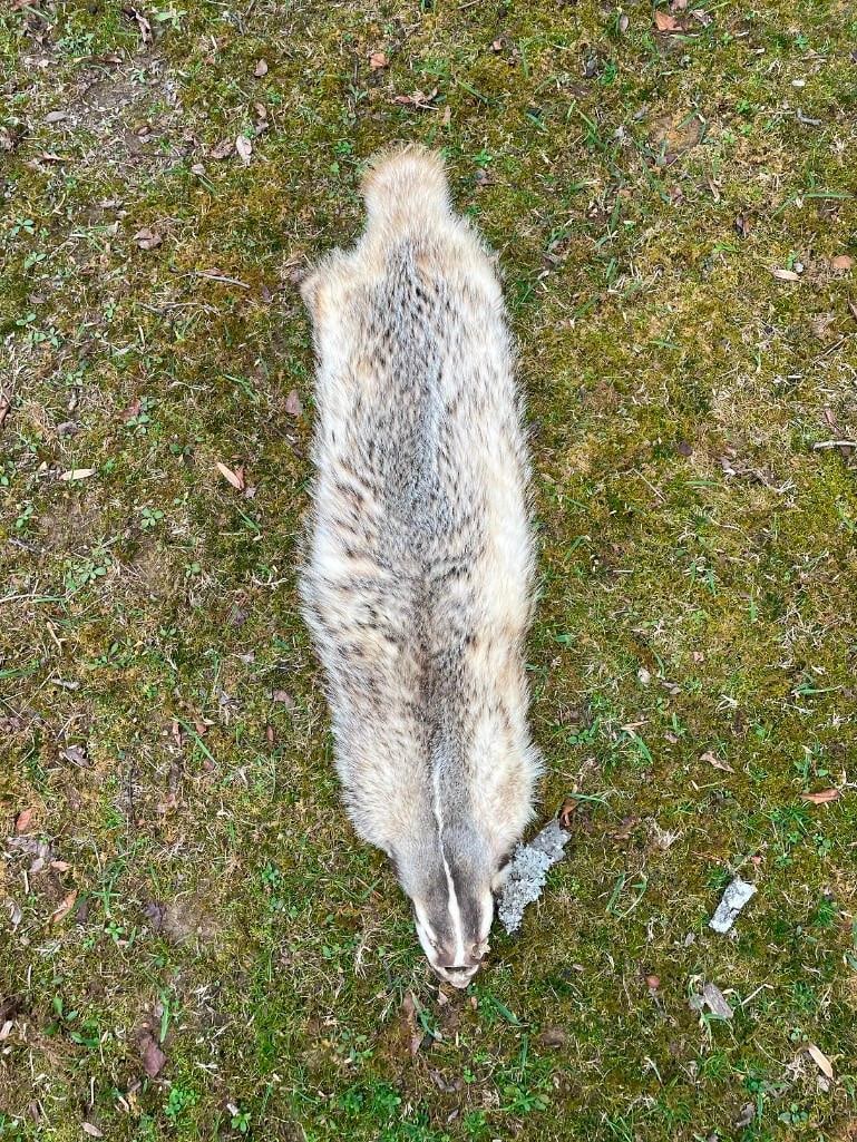 Large North American BADGER Hide or BADGER Skin: Large North American BADGER Hide or BADGER Skin. It measures 35" Long and has excellent plush and silky fur. It has no feet. TAXIDERMY HIDES 