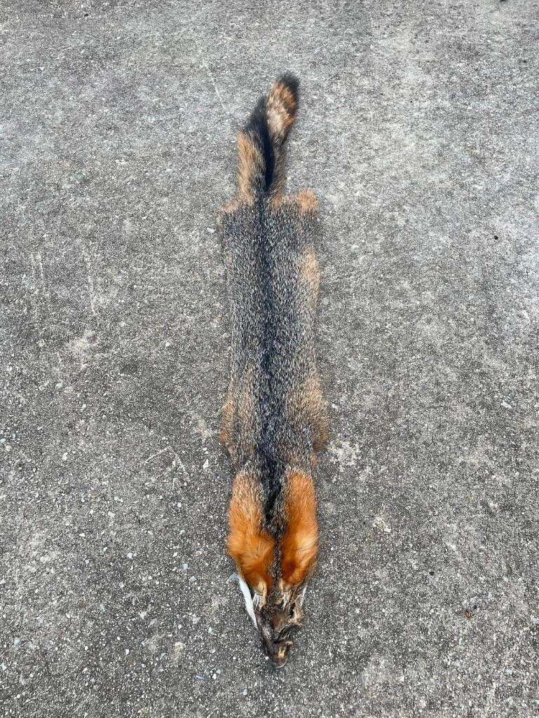 *New* Large North American GREY FOX Hide or GREY FOX Fur (1 of 4)
