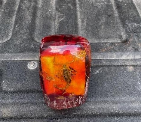 *Real* SCORPION Specimen Encased in Simulated AMBER - 2