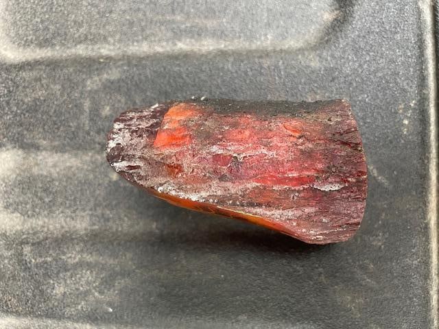 *Real* SCORPION Specimen Encased in Simulated AMBER - 4