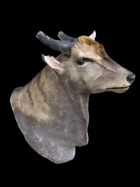 Huge AFRICAN ELAND Shoulder Mount with No Horns (1 of 6)