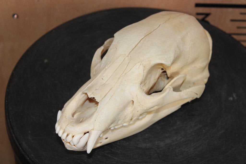 BLACK BEAR Skull: Nice BLACK BEAR Skull. It measures 9.25" Long x 4 7/8" Wide. It has All the Teeth except for 1. TAXIDERMY SKULLS 