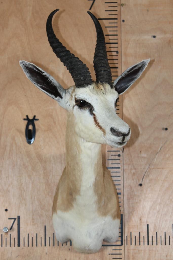 COMMON SPRINGBOK Shoulder Mount - 2