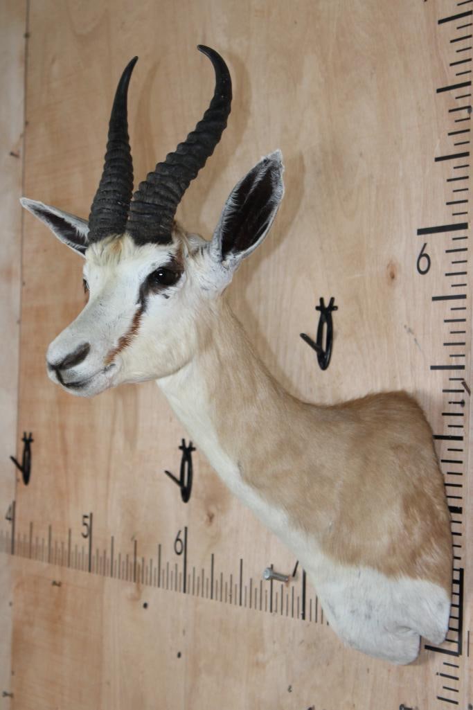 COMMON SPRINGBOK Shoulder Mount - 4