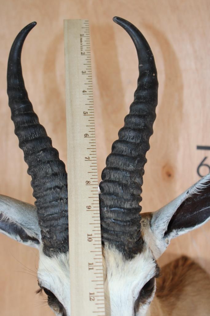 COMMON SPRINGBOK Shoulder Mount - 6