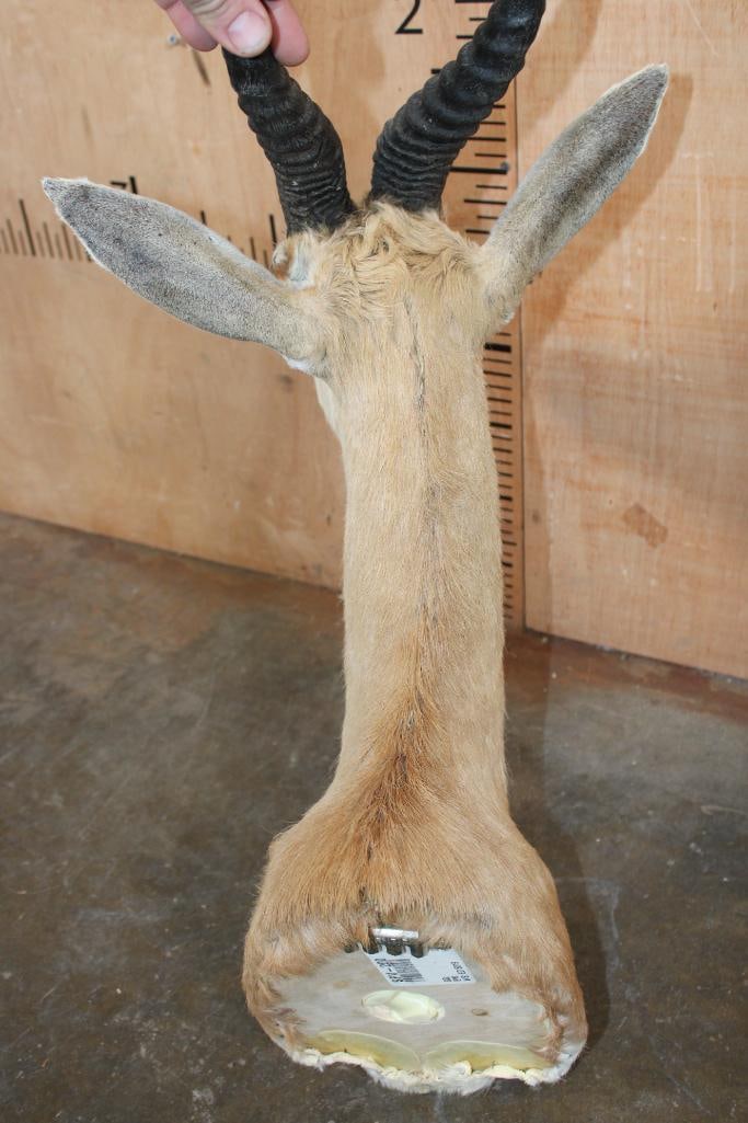 COMMON SPRINGBOK Shoulder Mount - 7