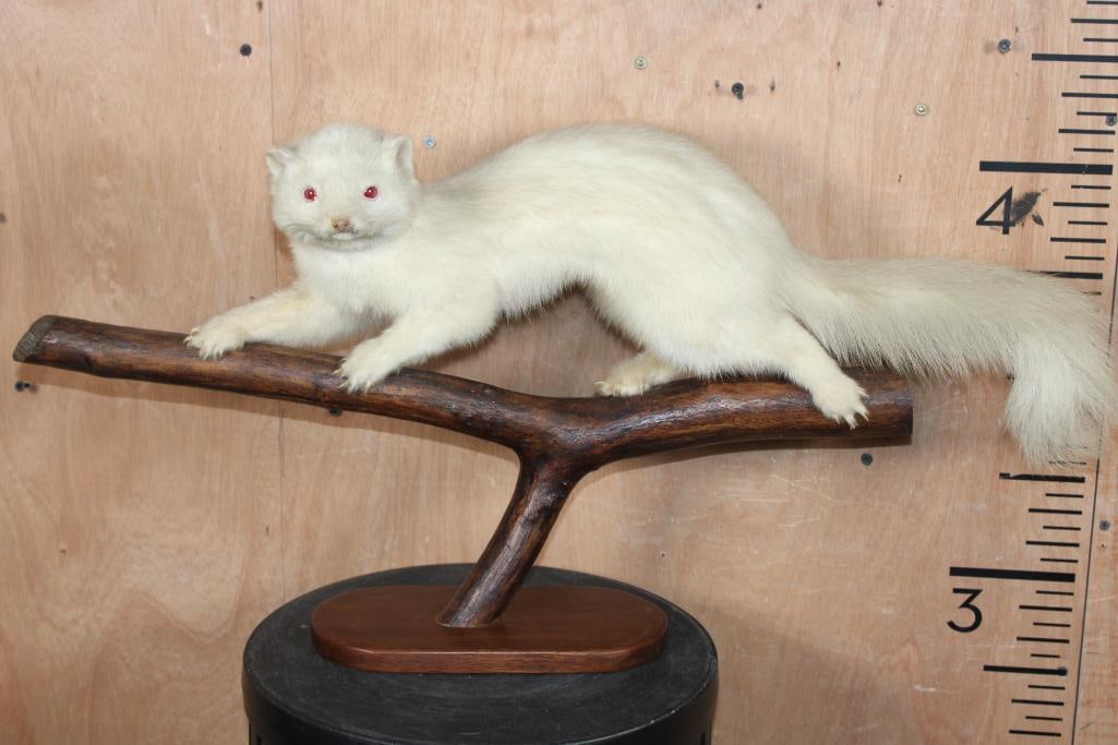 Big Life-sized ALBINO FISHER on A Log and Wood Plaque Base: Big Life-sized ALBINO FISHER on A Log and Wood Plaque Base. It measures 29" Long x 8" Wide x 14" Tall. This is a Nice older mount in Good Condition. TAXIDERMY 