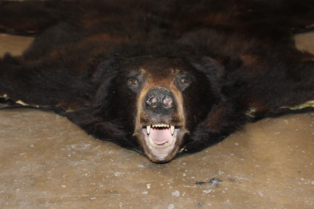 BLACK BEAR RUG with its Mounted Head and Vinyl Backing - 2