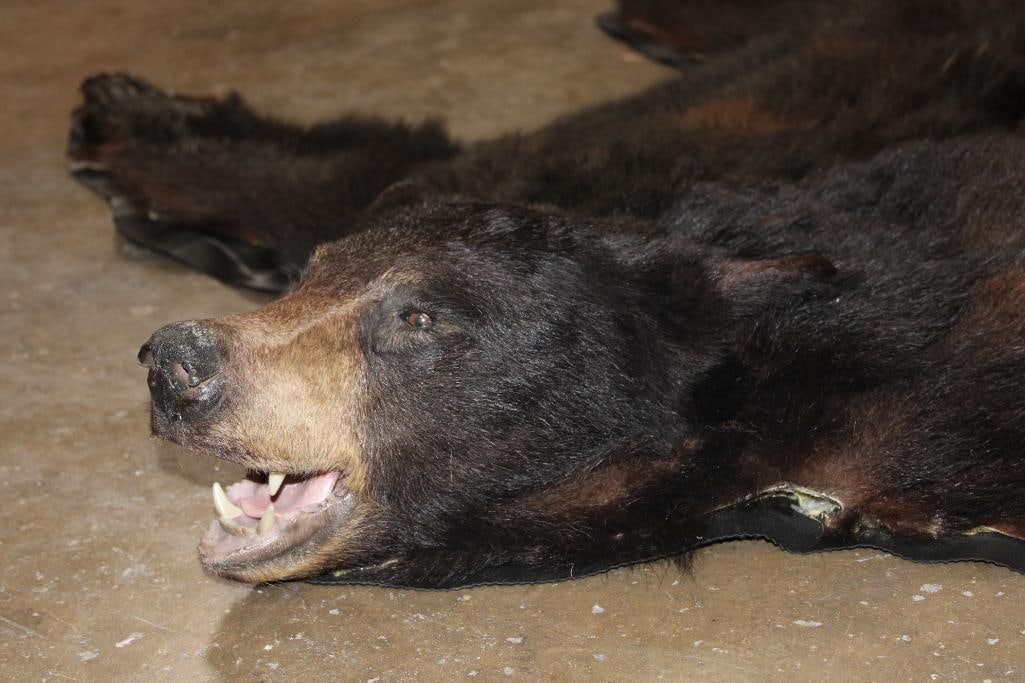 BLACK BEAR RUG with its Mounted Head and Vinyl Backing - 3