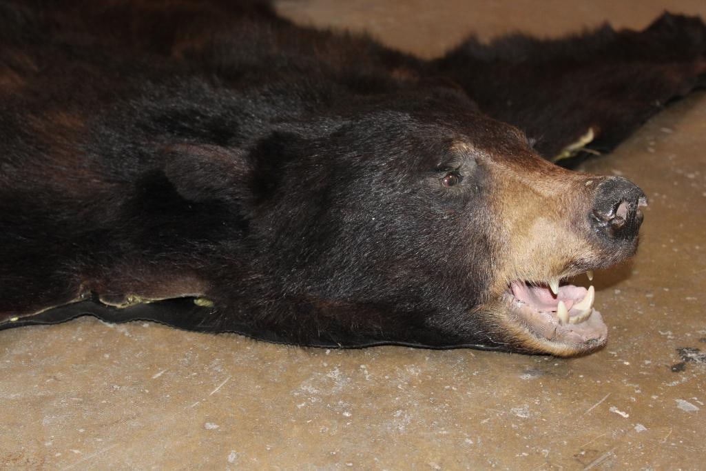BLACK BEAR RUG with its Mounted Head and Vinyl Backing - 4