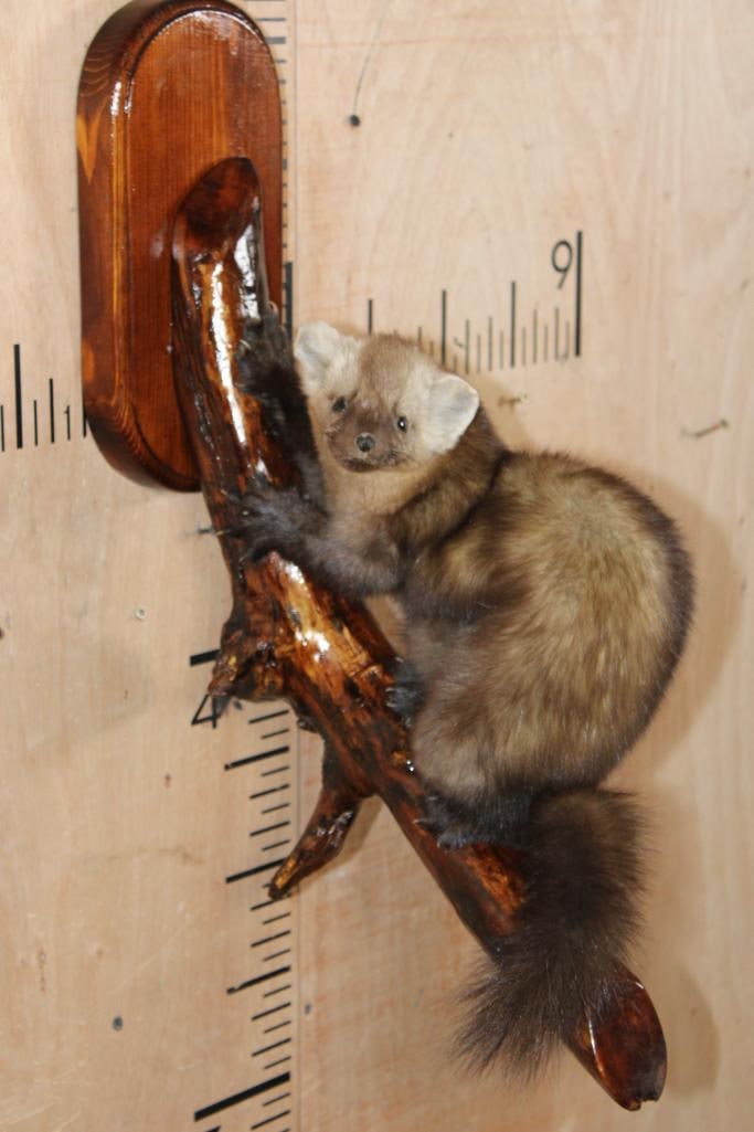 Life-sized SABLE on a Log and Wood Wall Hanging Base: Life-sized SABLE on a Log and Wood Wall Hanging Base. It measures 23" Tall x 9" Wide x 15" Depth (from the wall). These little animals are from Eurasia. This is an older mount in Good Condition.
