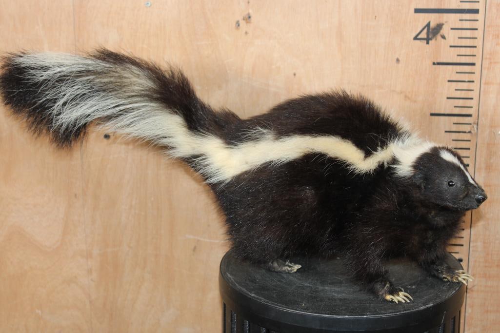 Life-sized Freestanding SKUNK Mount: Life-sized Freestanding SKUNK Mount. It measures 25" Long x 8" Wide x 9" Tall. It has paint touch-ups on the feet, otherwise it is in Good Condition. TAXIDERMY 